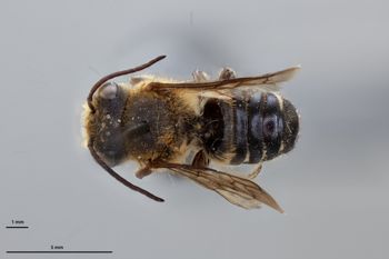 Media type: image;   Entomology 790200 Aspect: habitus dorsal view